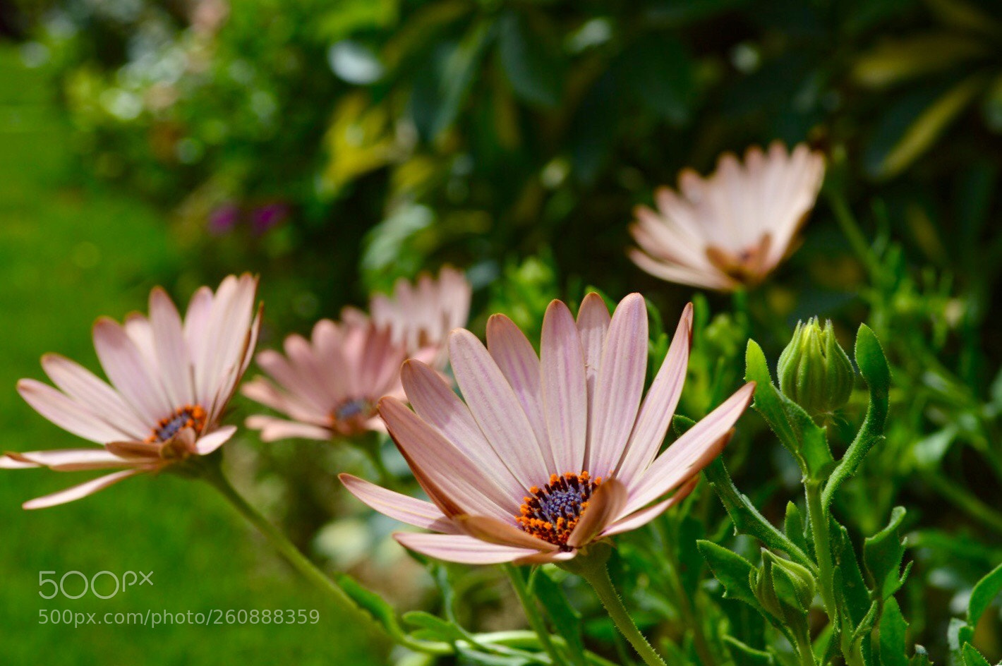 Nikon D3200 sample photo. Spring flowers  photography