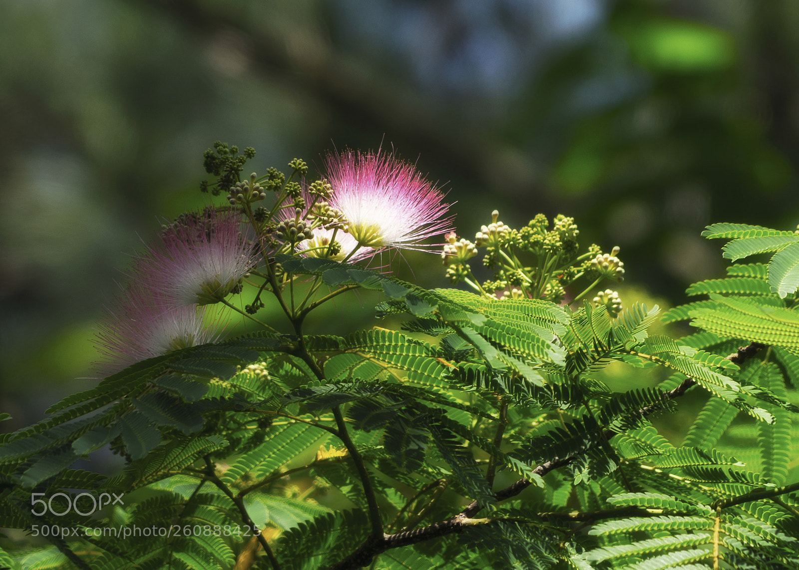 Sony a7R III sample photo. Mimosa blossom (pink boa) photography