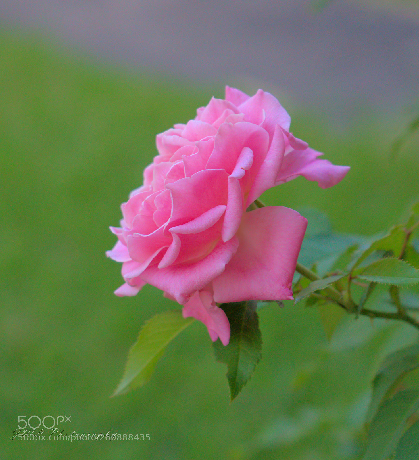 Sony a7R III sample photo. Pink passion photography