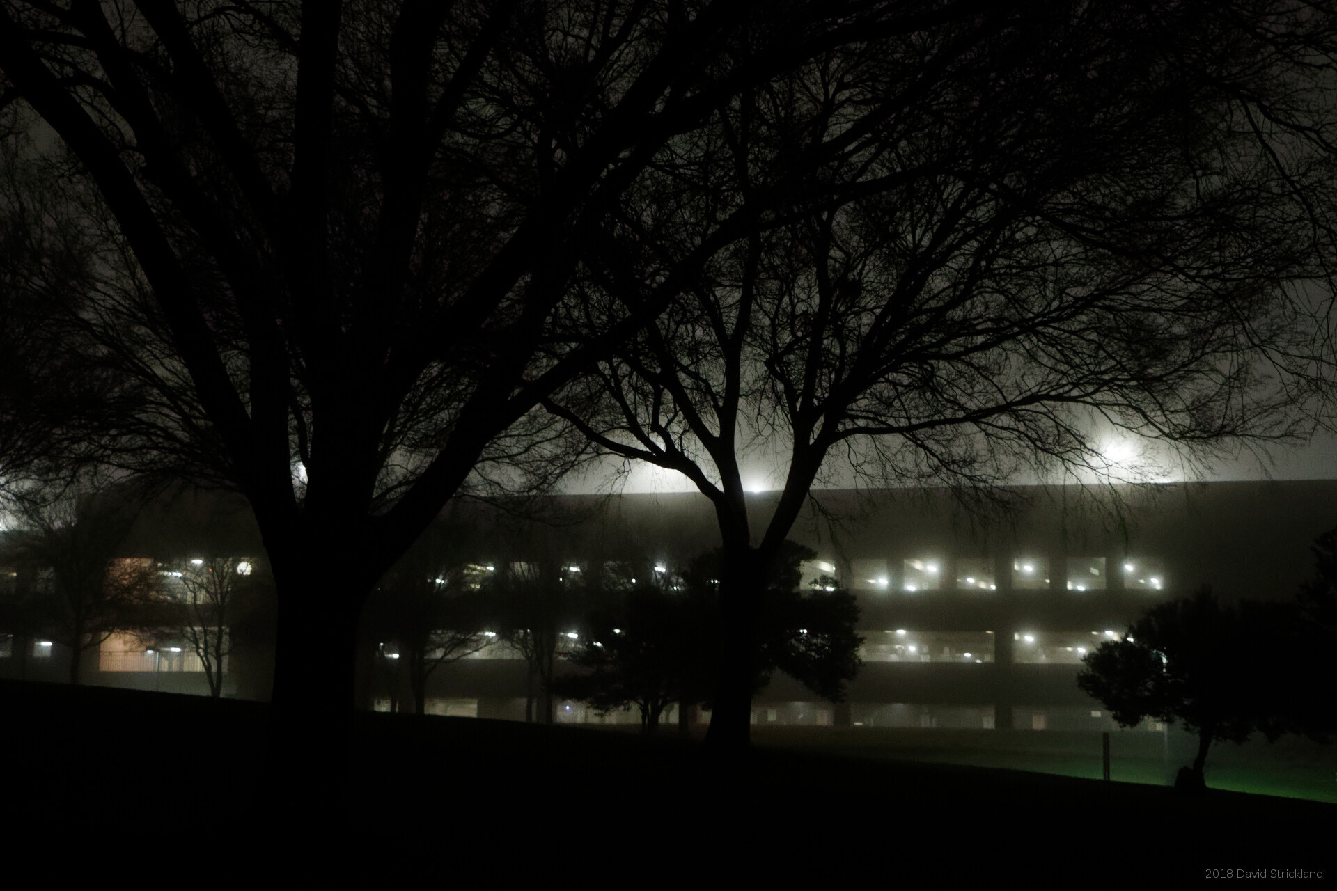 Canon EOS 800D (EOS Rebel T7i / EOS Kiss X9i) sample photo. Trees at night in fog photography