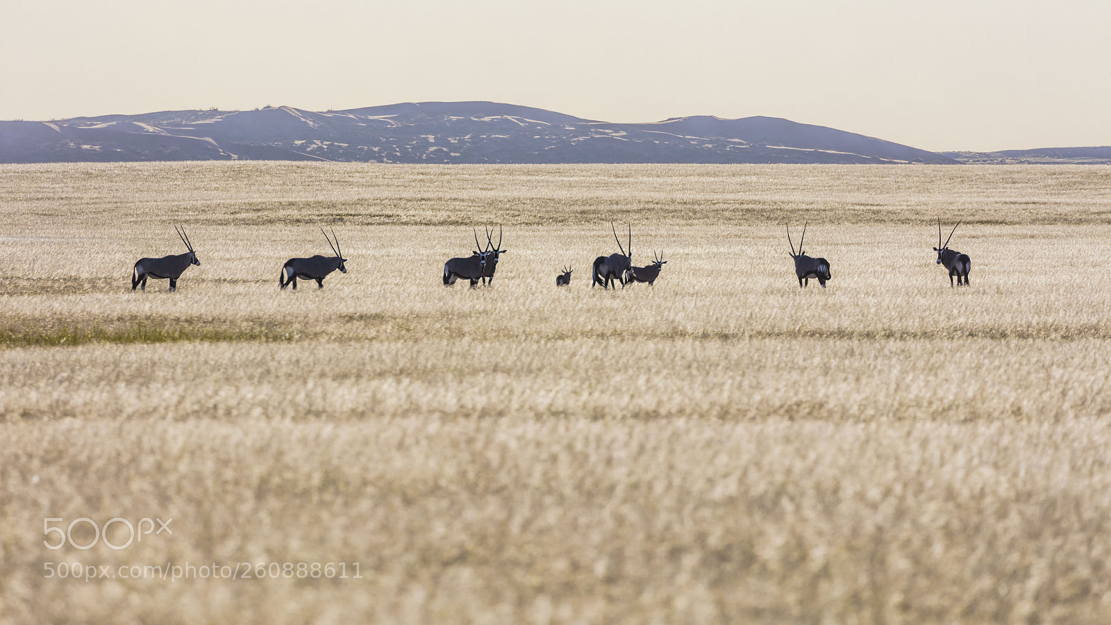 Canon EOS 5DS R sample photo. Namib desert grassland  photography