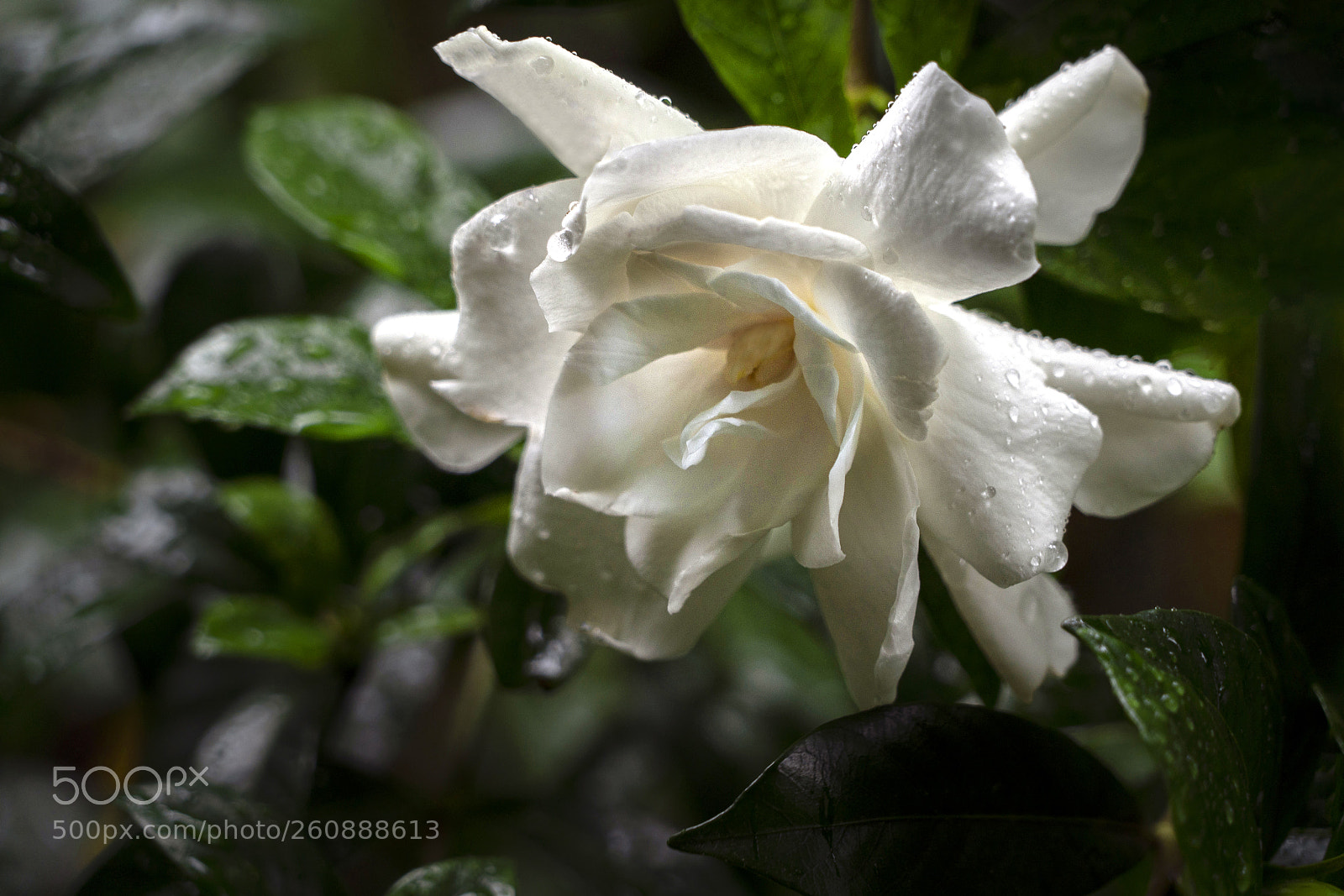 Sony a7R III sample photo. White gardenia photography