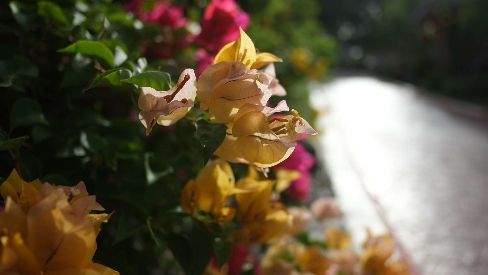Fujifilm X-Pro1 sample photo. Roadside photography