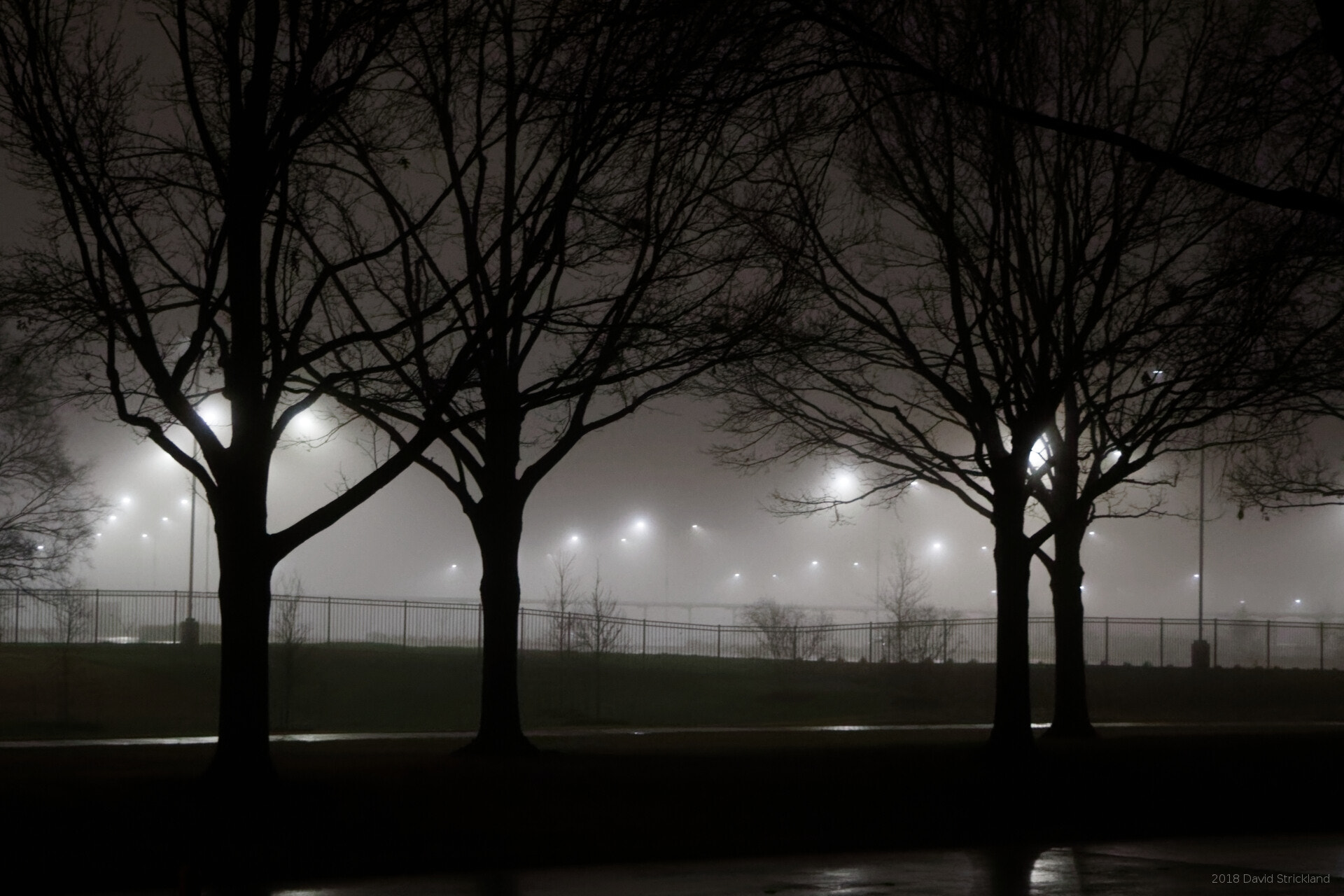 Canon EOS 800D (EOS Rebel T7i / EOS Kiss X9i) sample photo. Trees at night in fog photography