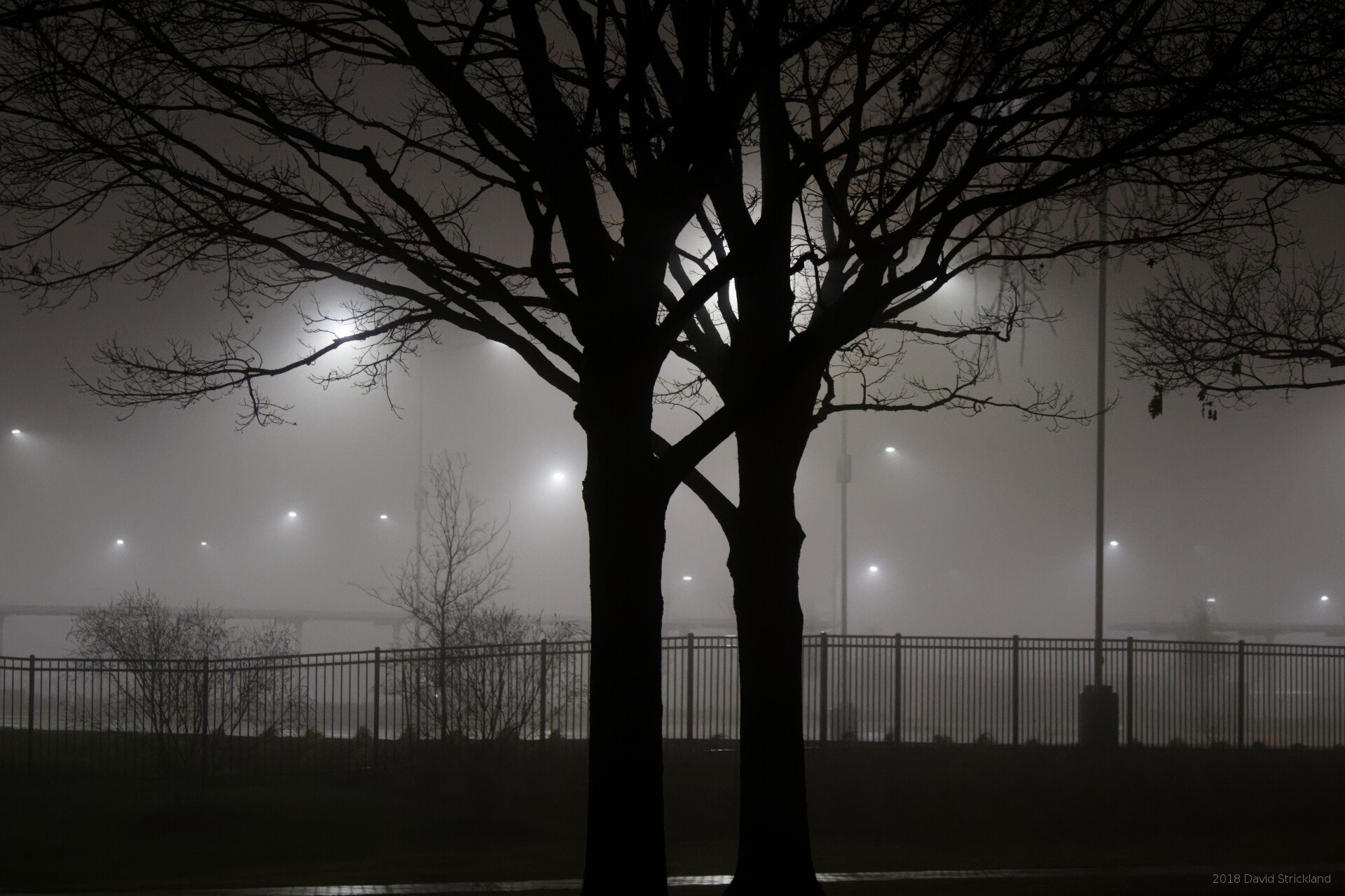 Canon EF 300mm F2.8L IS II USM sample photo. Tree couple in fog photography