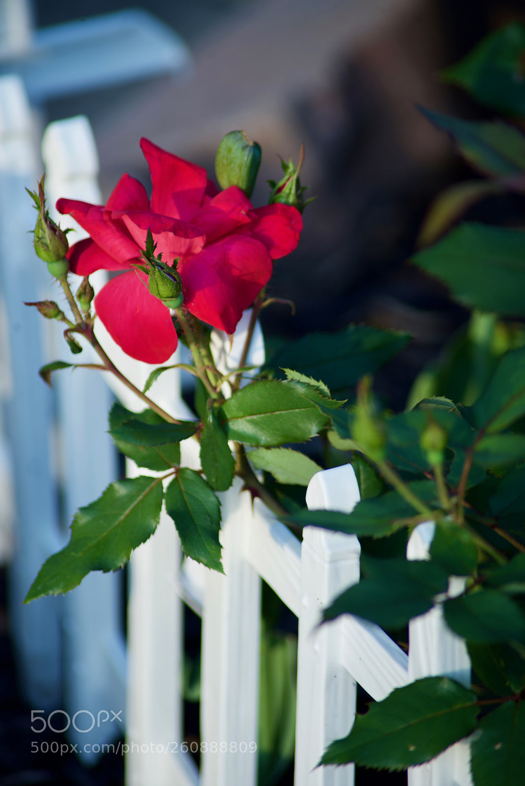 Nikon D750 sample photo. A red rose over photography