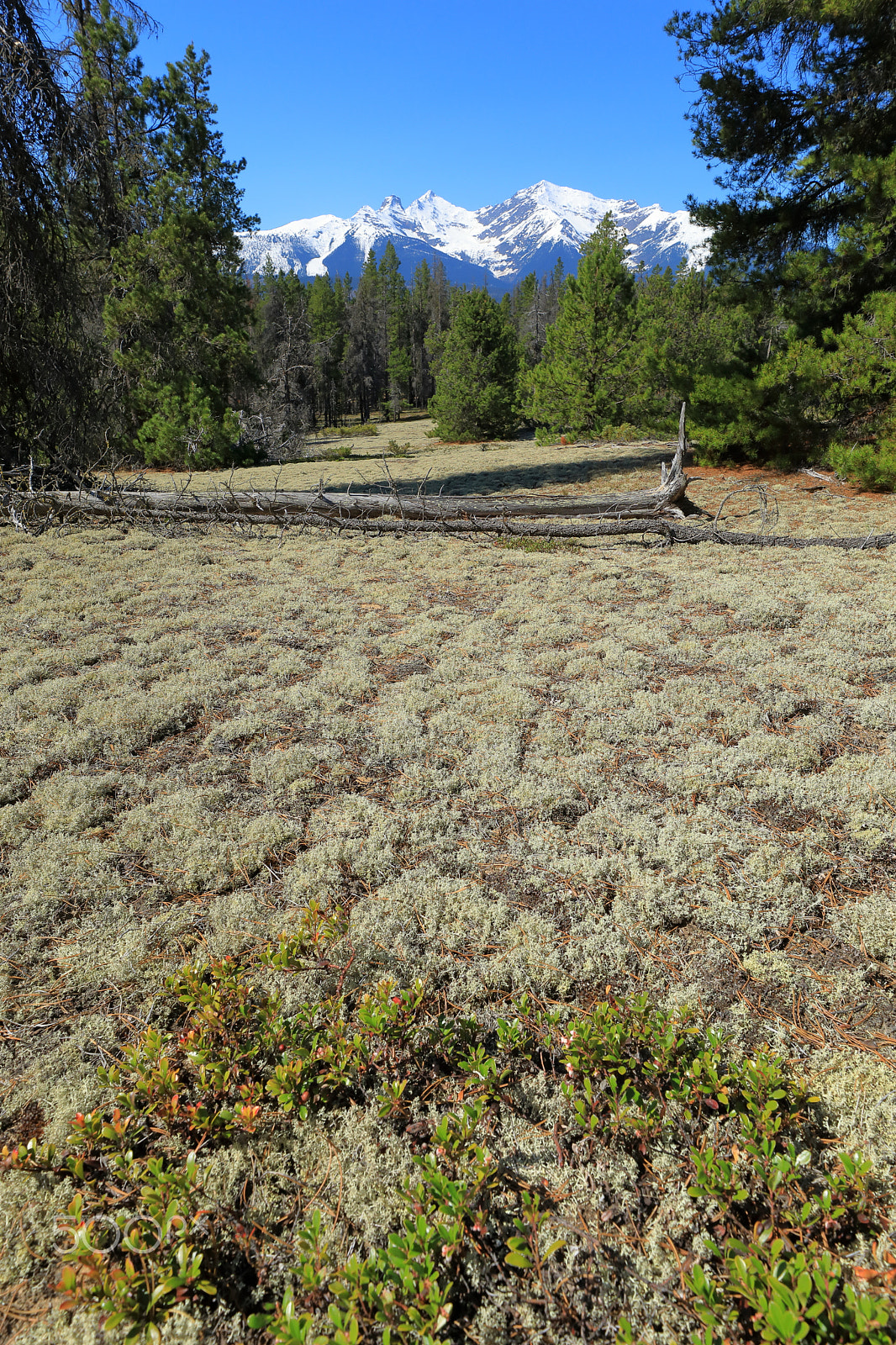 Canon EF 16-35mm F2.8L III USM sample photo. Mica mountain from jackman flats photography