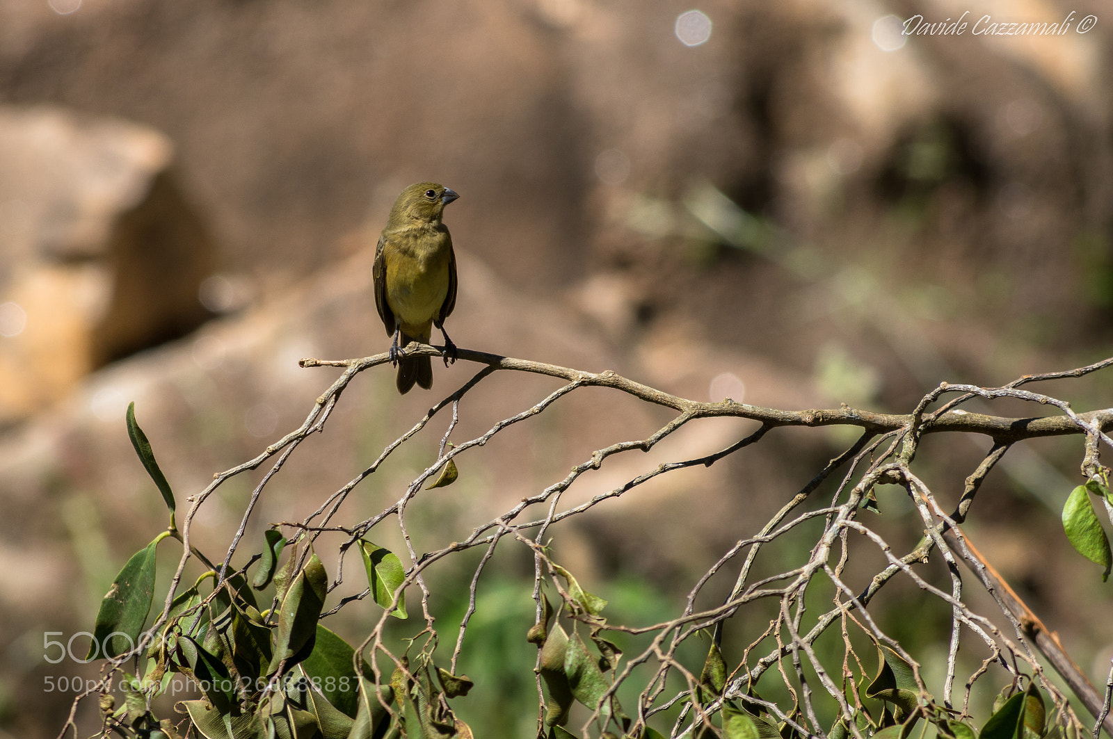 Pentax K-3 sample photo. Sporophila lineola photography