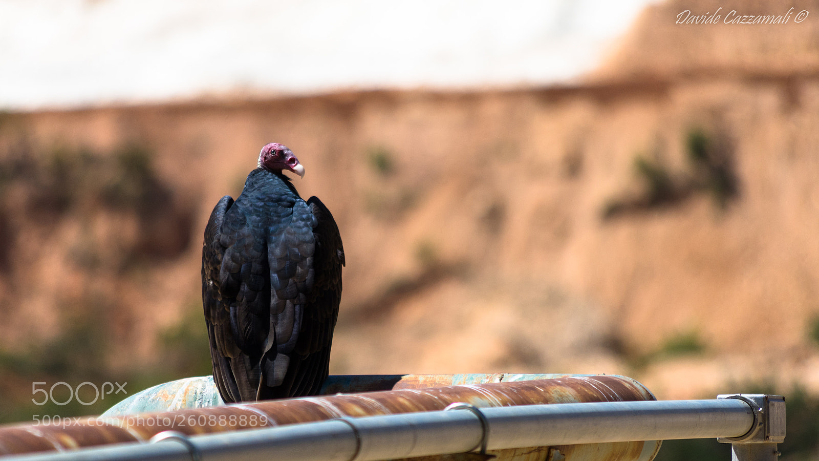 Pentax K-3 sample photo. Cathartes aura photography