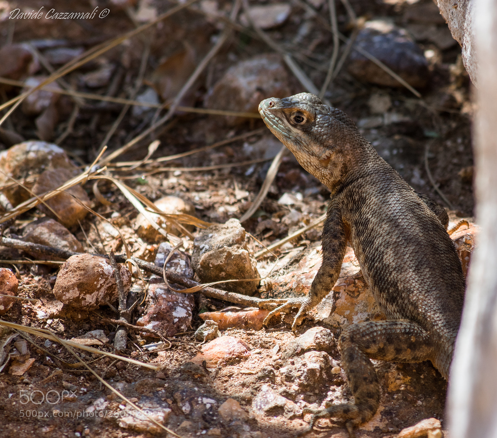 Pentax K-3 sample photo. Tropidurus torquatus photography