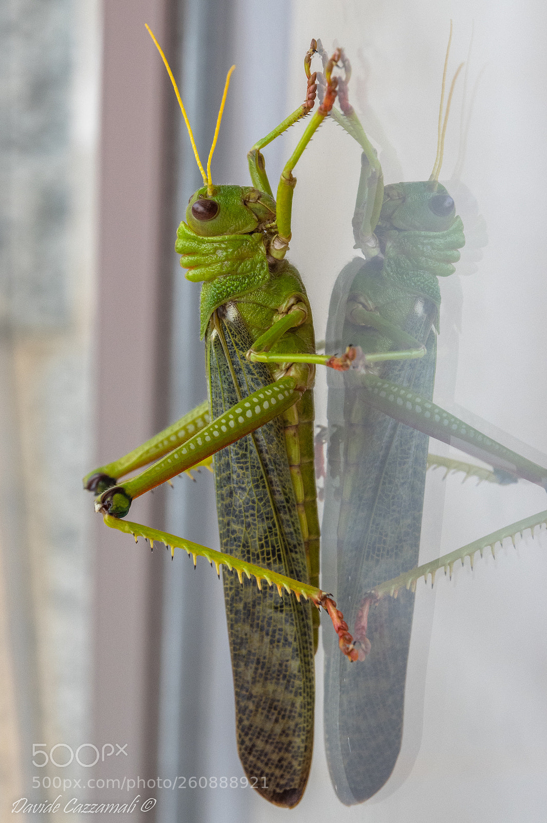 Pentax K-3 sample photo. Locust photography