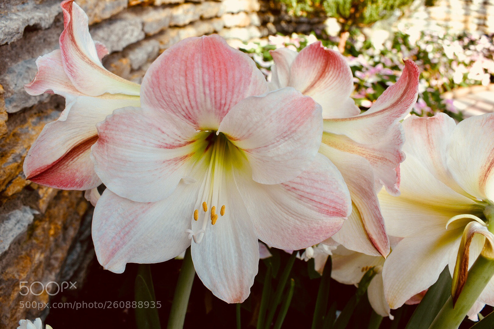 Nikon D3400 sample photo. White and pink flower photography