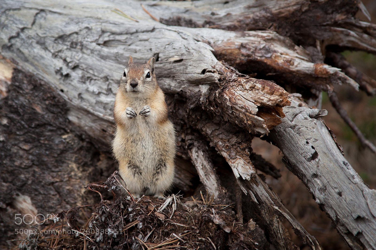 Canon EOS 5D Mark II sample photo. Ground squirrel photography