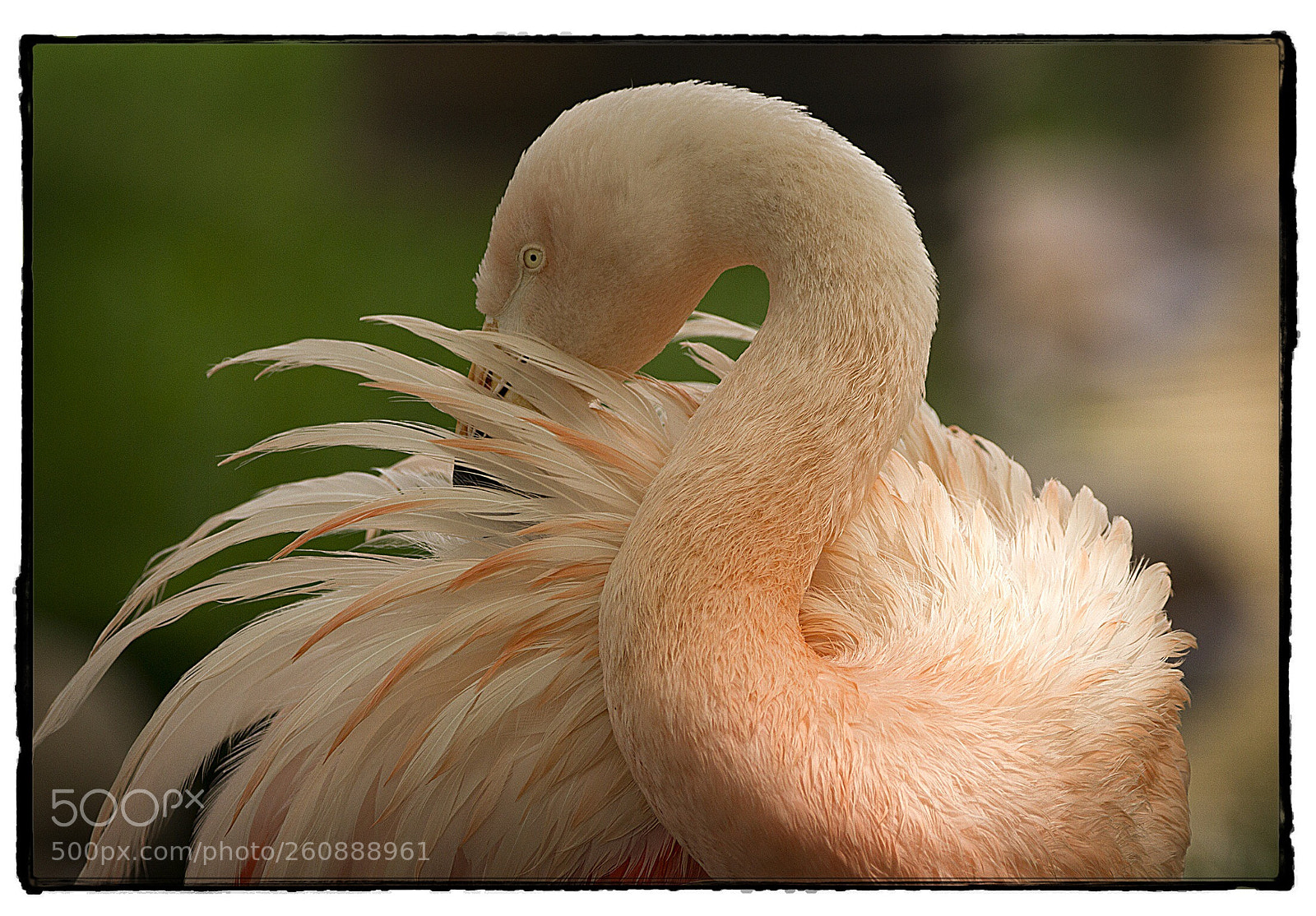 Canon EOS 7D sample photo. Pink flamingo  photography
