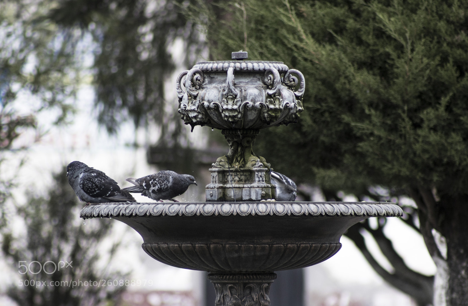 Canon EOS 80D sample photo. Palomas en la ducha photography