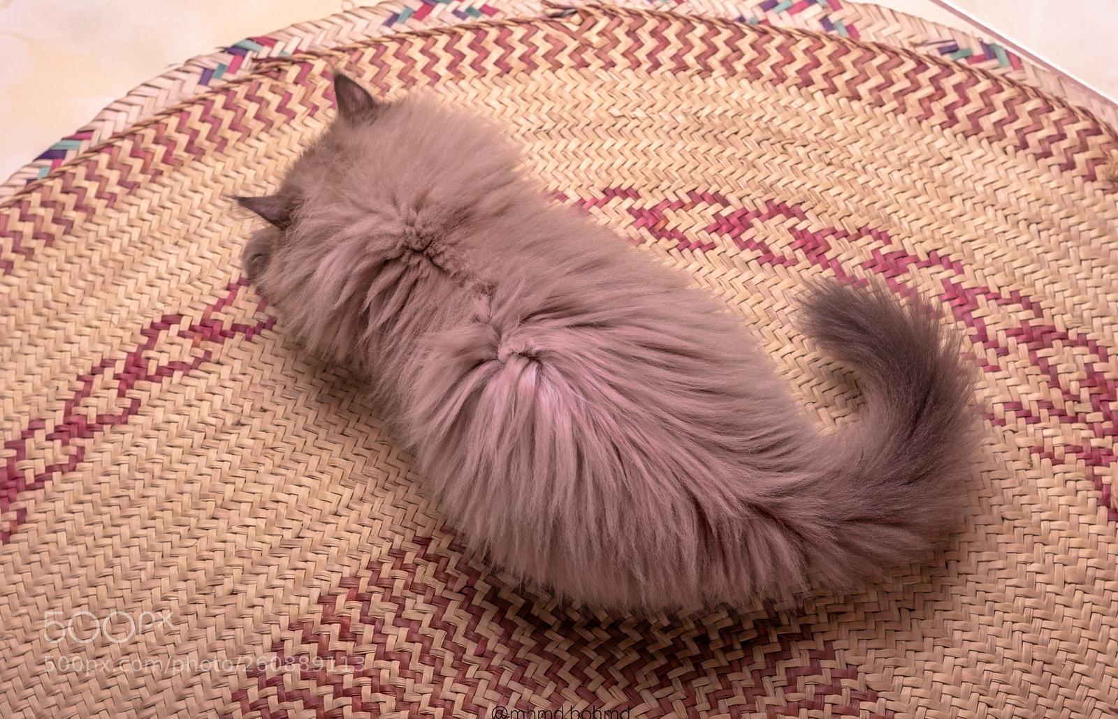 Nikon D5200 sample photo. Cat photography