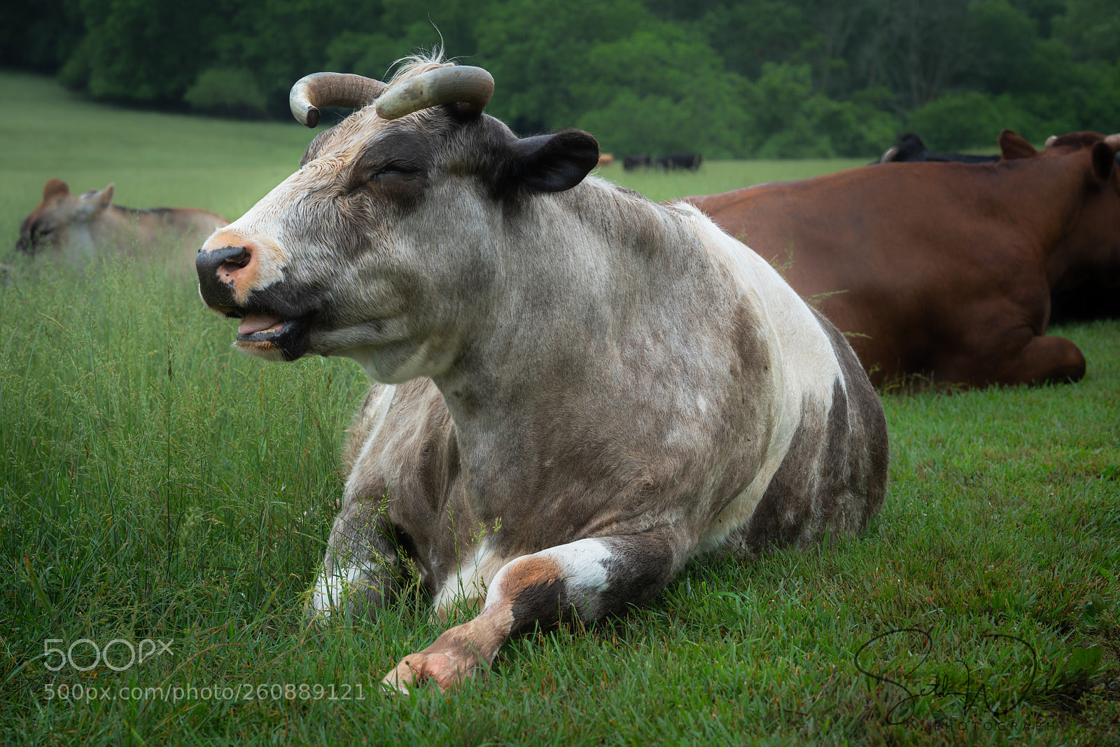 Sony a7R III sample photo. Happy cow photography