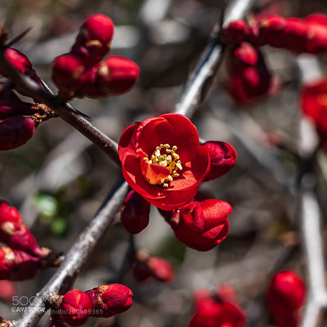 Canon EOS 77D (EOS 9000D / EOS 770D) sample photo. Red bloom photography