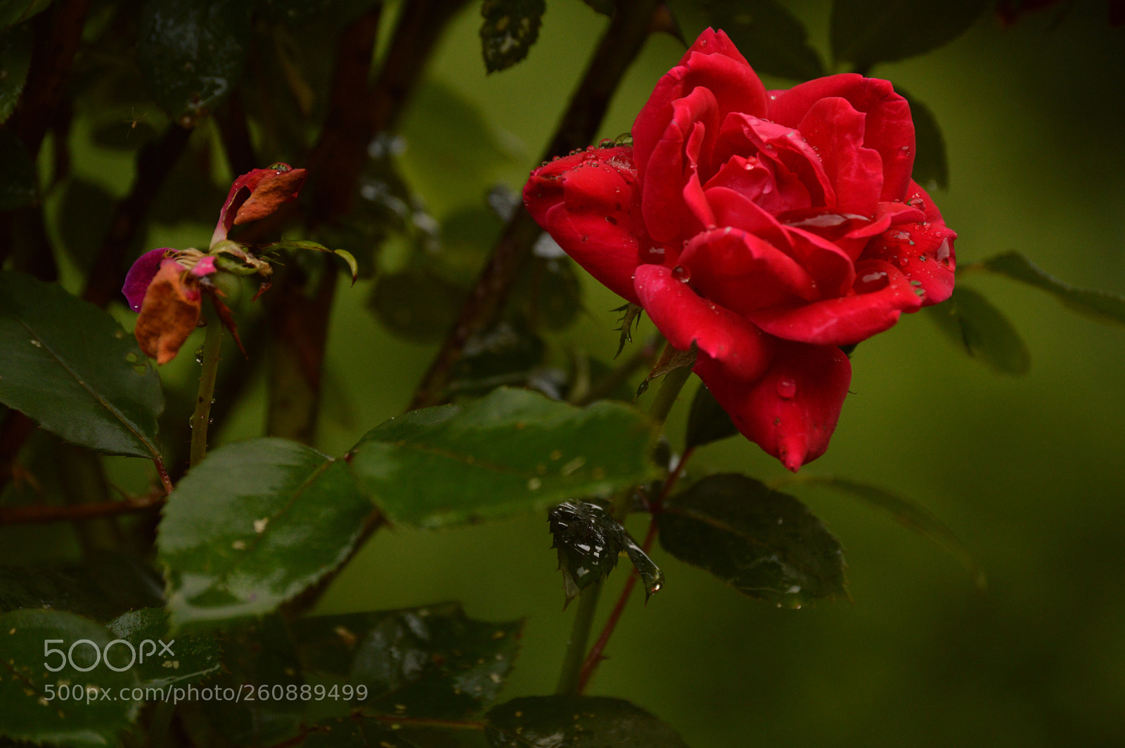 Nikon D3200 sample photo. Rose2 photography