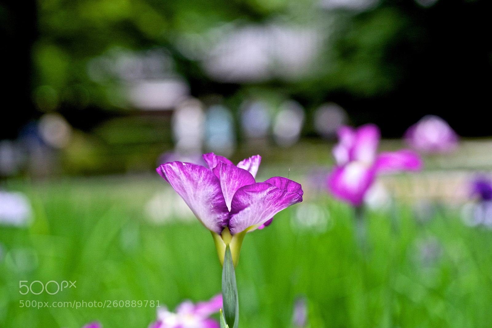 Pentax K-1 sample photo. Iris field photography