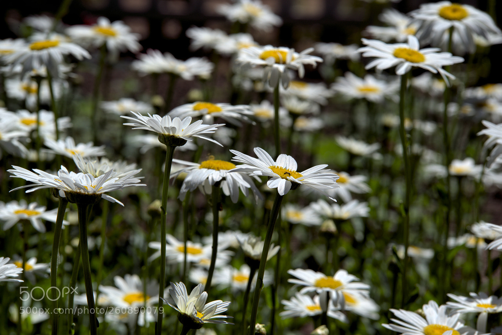 Nikon D610 sample photo. Shasta daisy photography