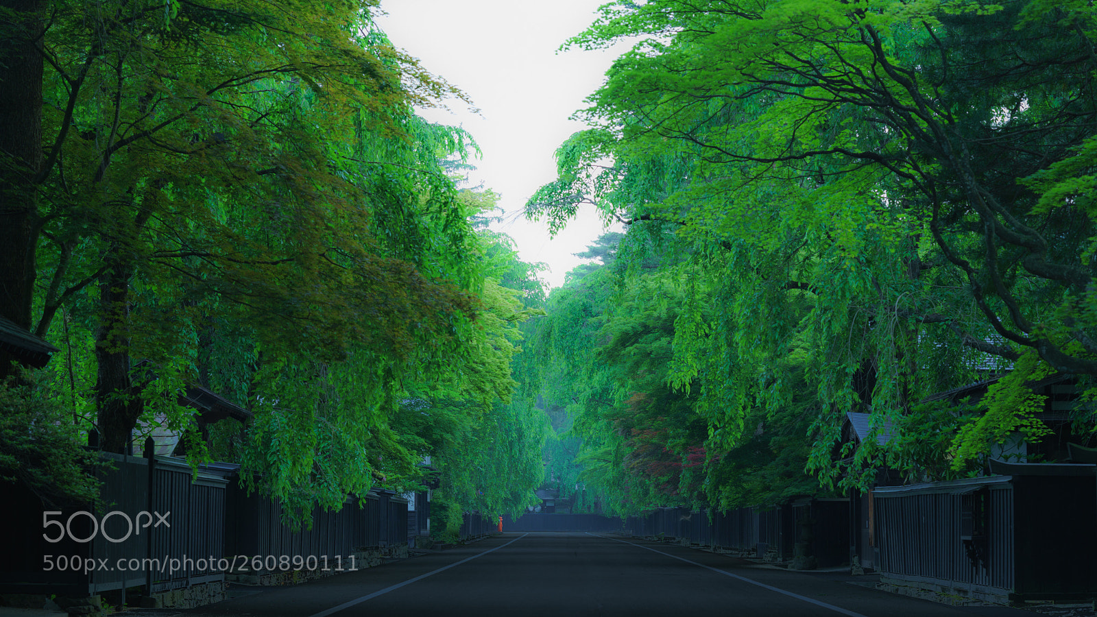 Sony a7R II sample photo. Green mist photography