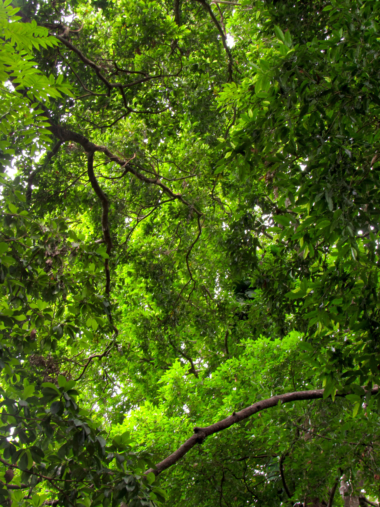 Canon PowerShot SX520 HS sample photo. Vegetal wall 2 photography