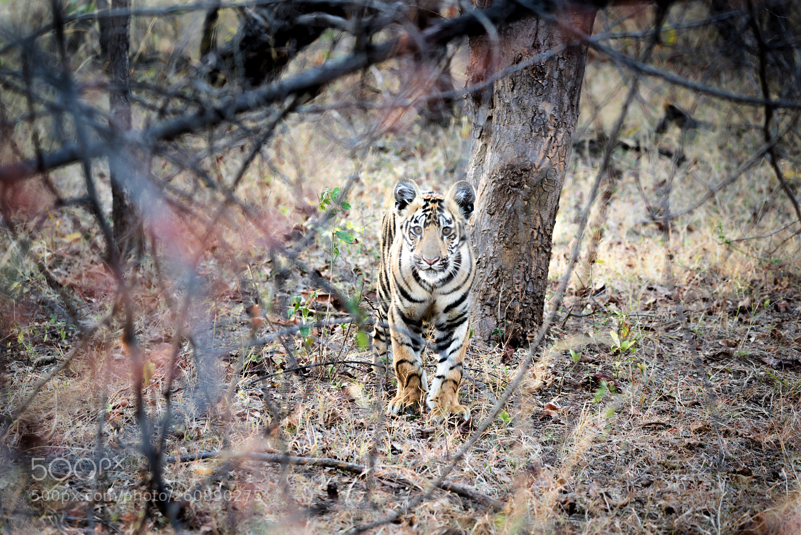 Nikon D610 sample photo. A tiger cub staring photography