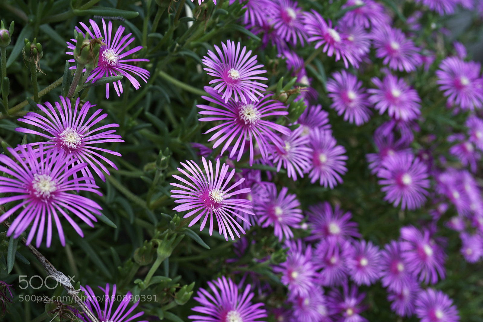 Sony a7 II sample photo. Pink colony photography