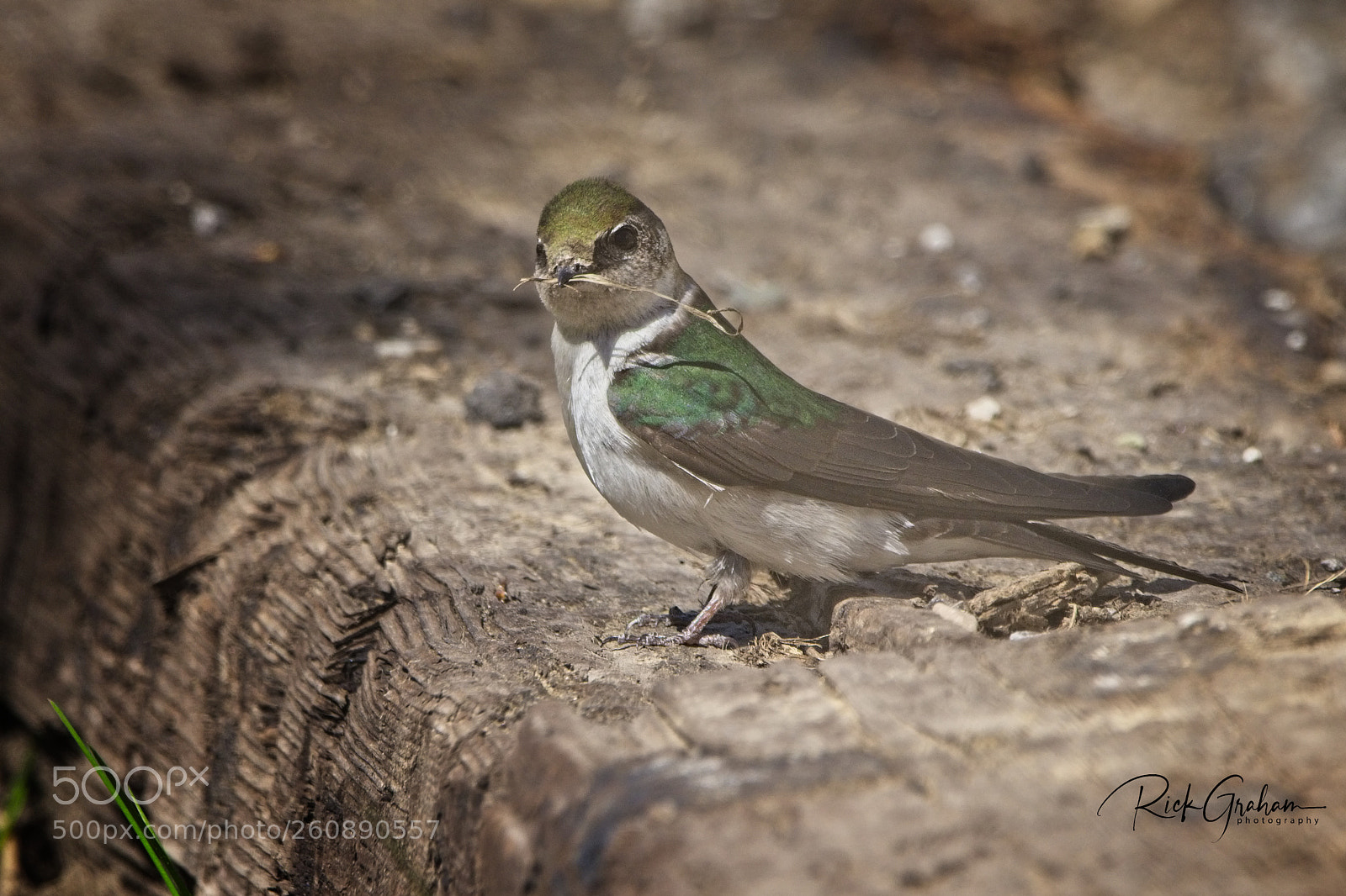 Canon EOS 80D sample photo. Violet-green swallow photography