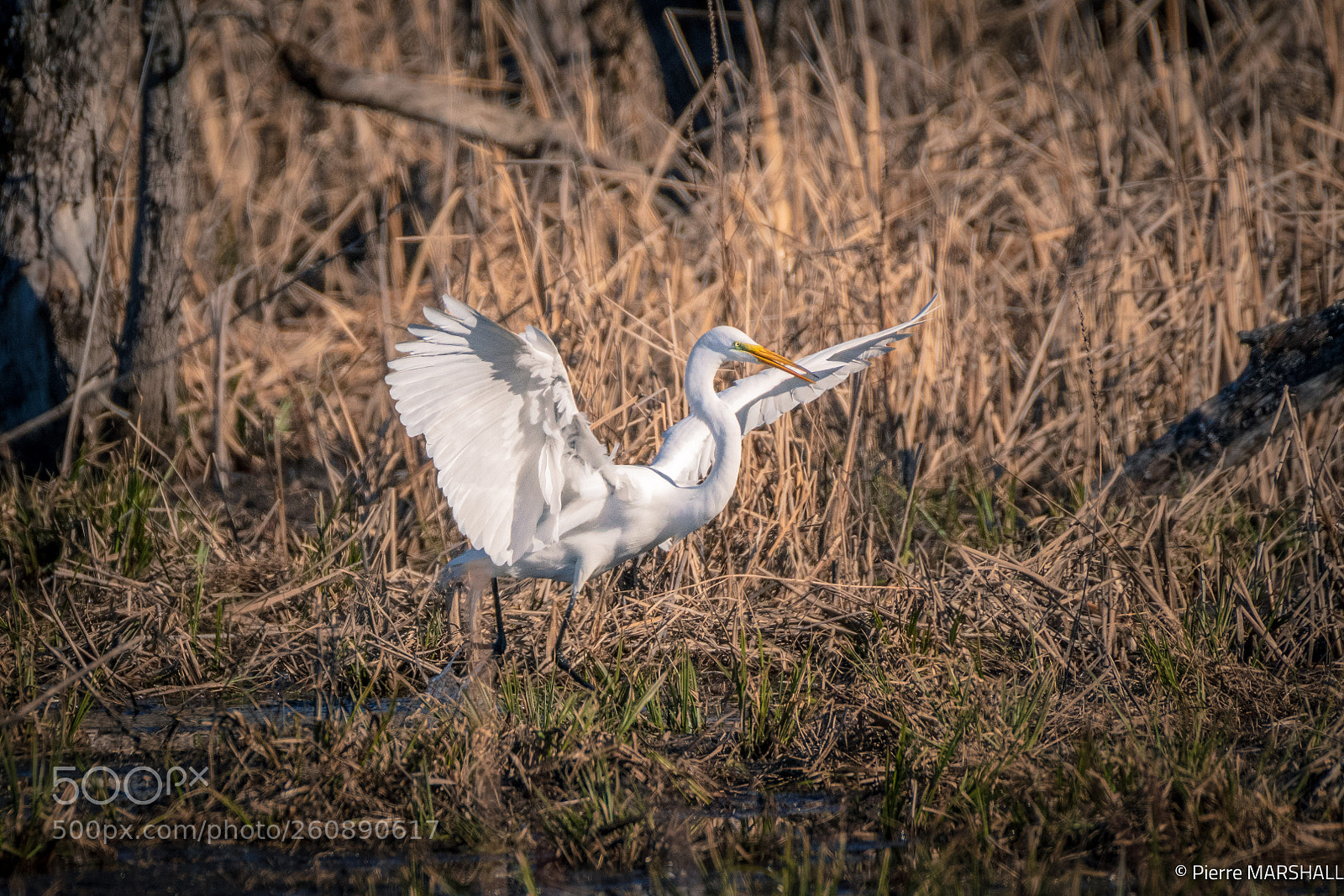 Nikon D500 sample photo. Great egret landing photography