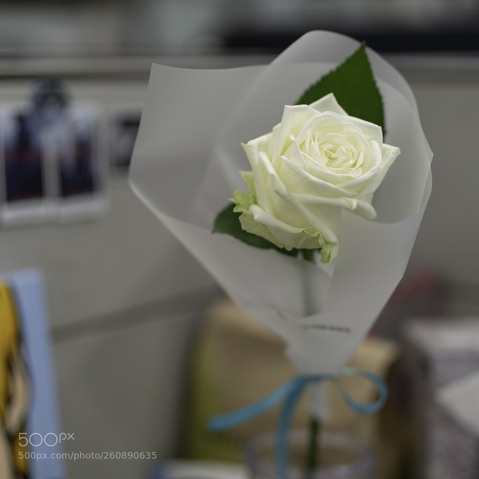 Sony a7R II sample photo. Rosa photography