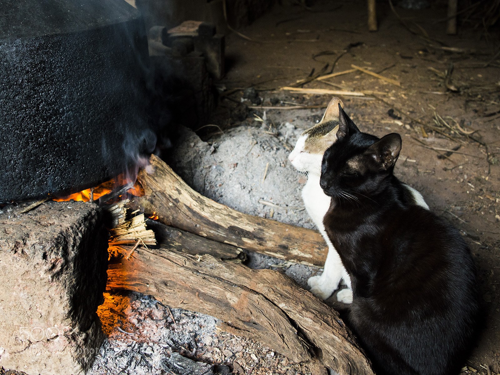 Nikon D3200 sample photo. Getting the warmth photography