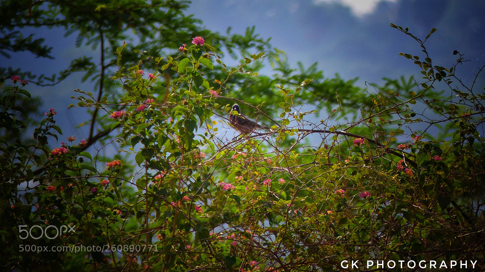 Panasonic Lumix DMC-FZ200 sample photo. Beautiful photography