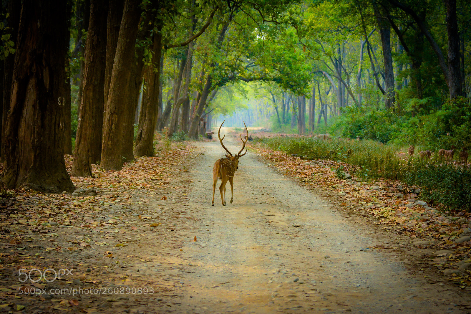 Nikon D7100 sample photo. Jim corbett national park photography