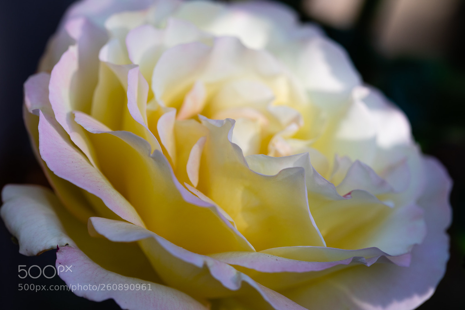Canon EOS 5D Mark IV sample photo. Rose photography