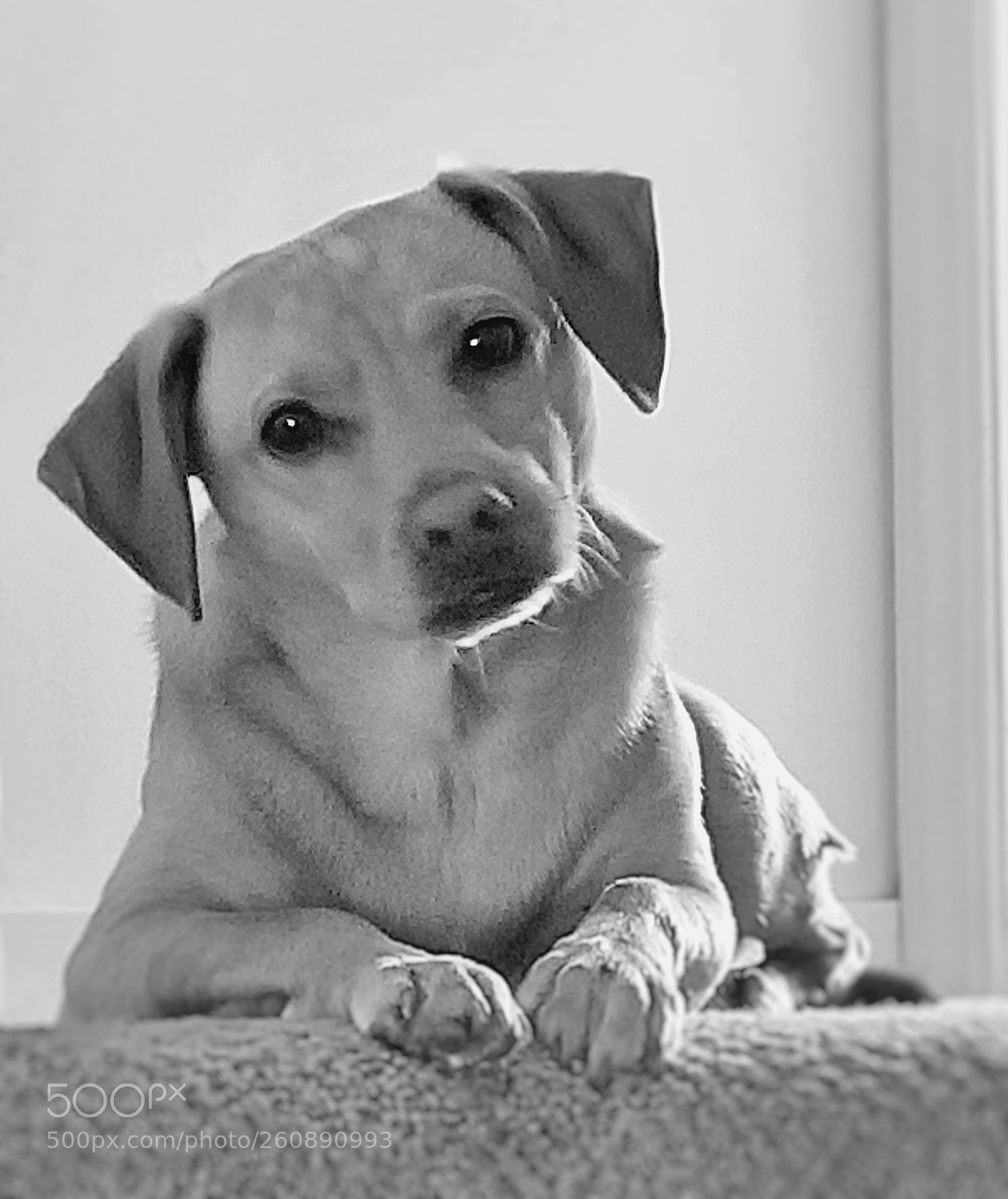 Samsung Galaxy S8 sample photo. Yogi photography