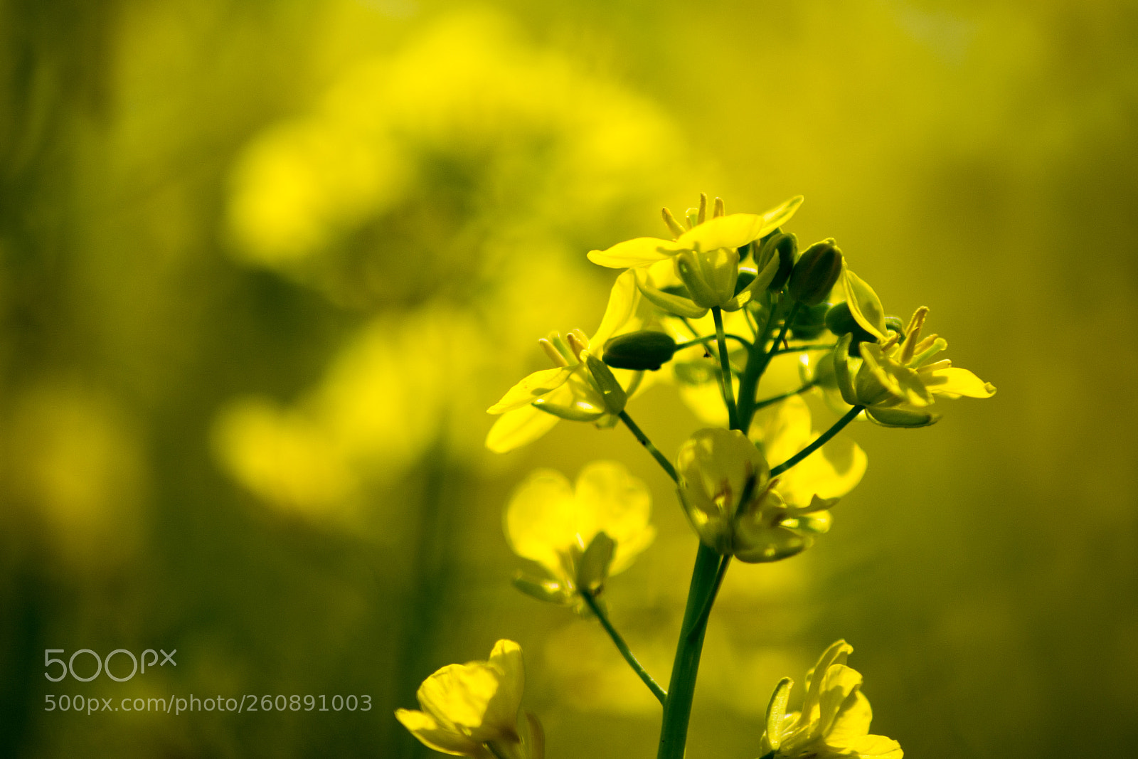 Nikon D5200 sample photo. Mustard plant flower photography