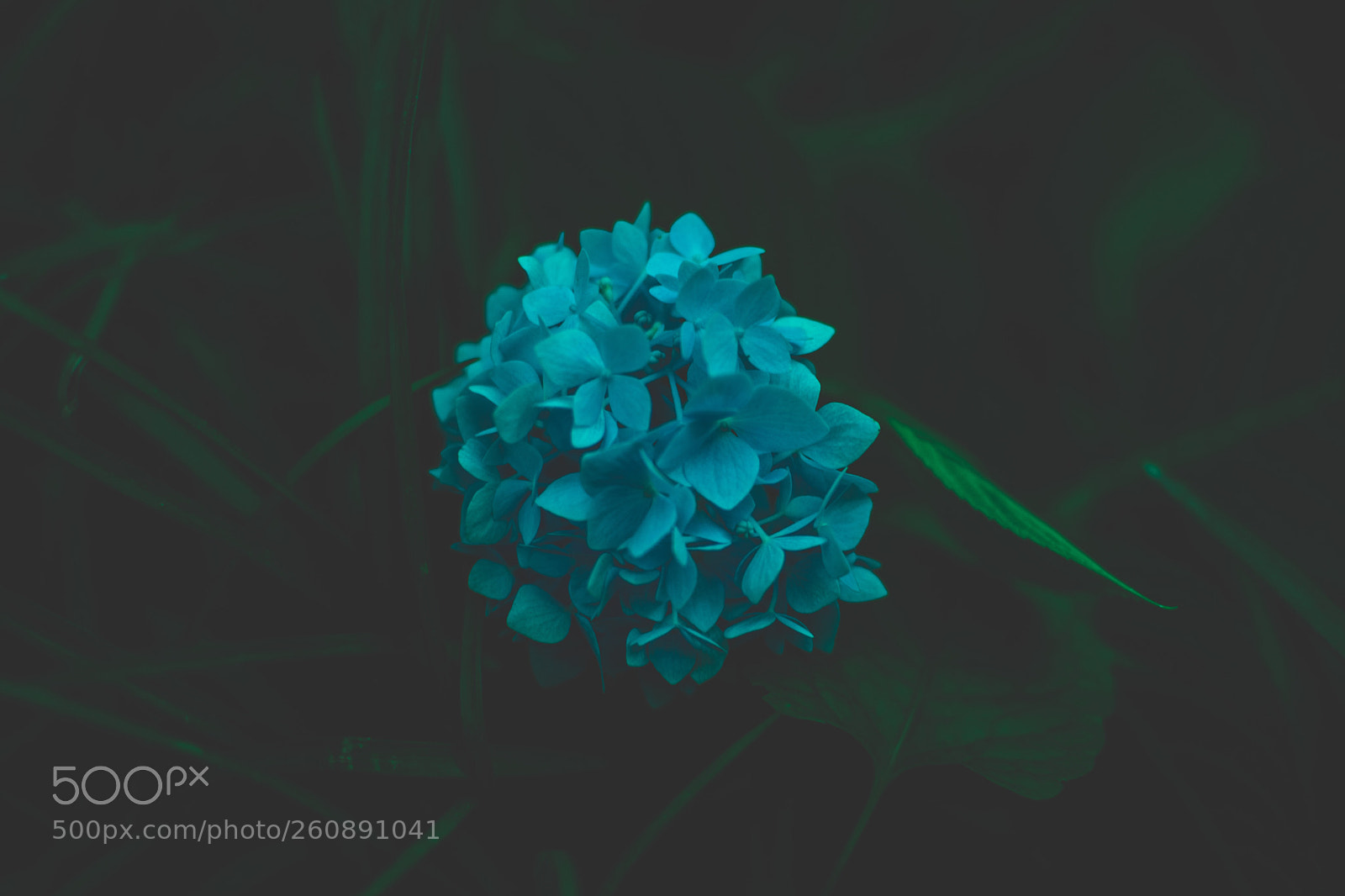 Nikon D3400 sample photo. Feeling blue photography