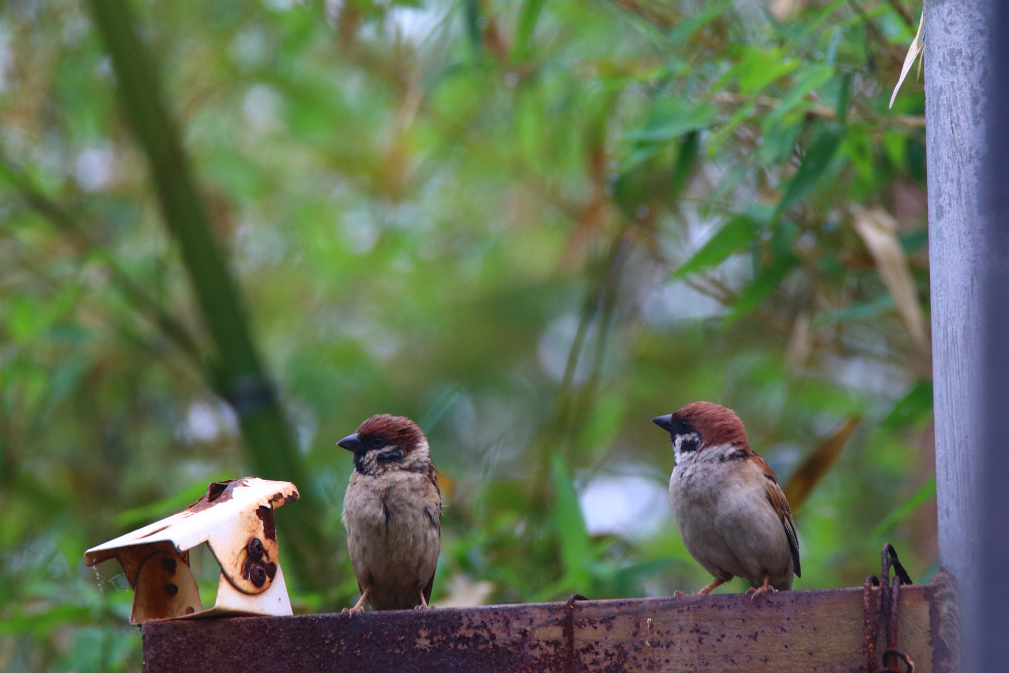 Tamron SP 150-600mm F5-6.3 Di VC USD sample photo. 守候waiting for photography
