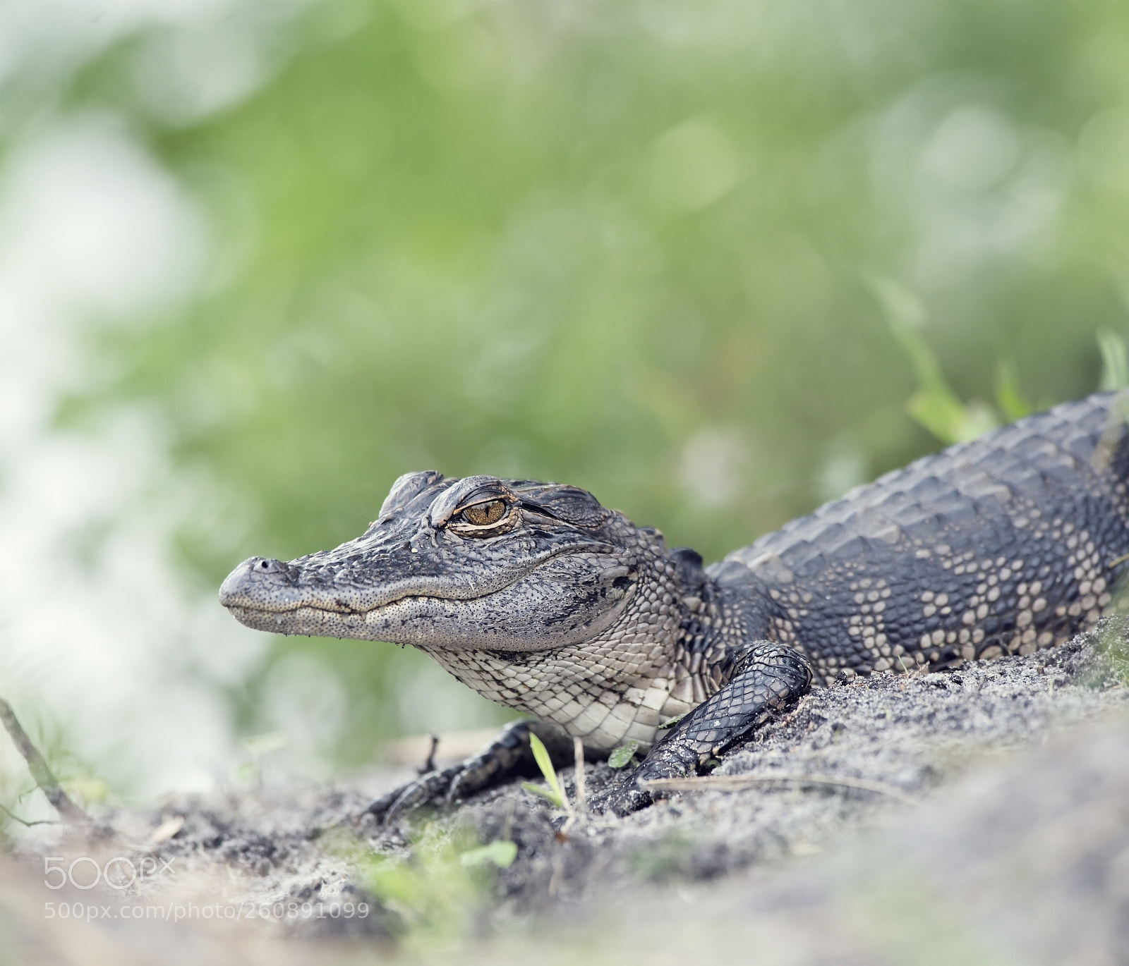 Nikon D800 sample photo. Young american alligator photography