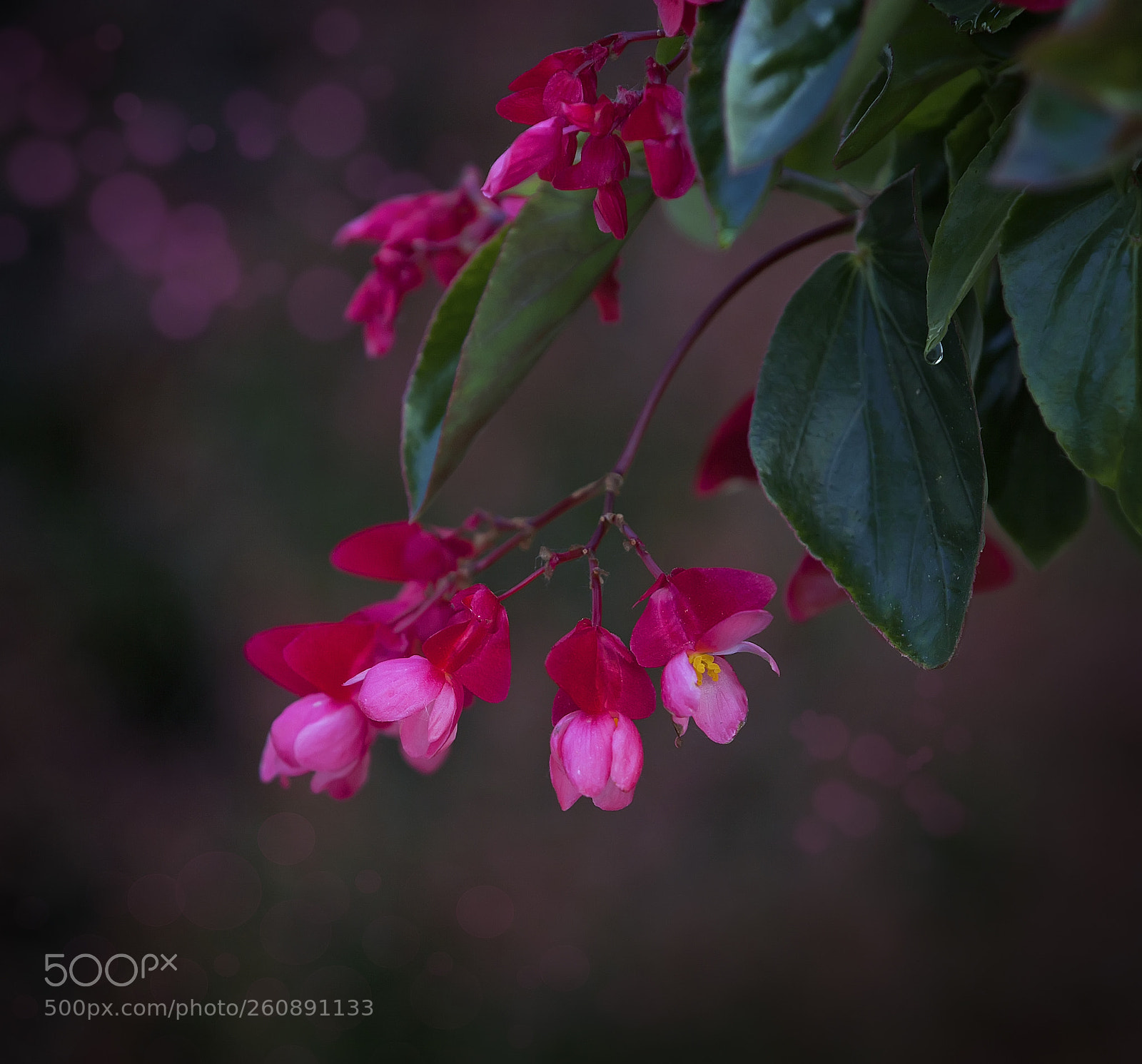Canon EOS 5D Mark II sample photo. Img photography