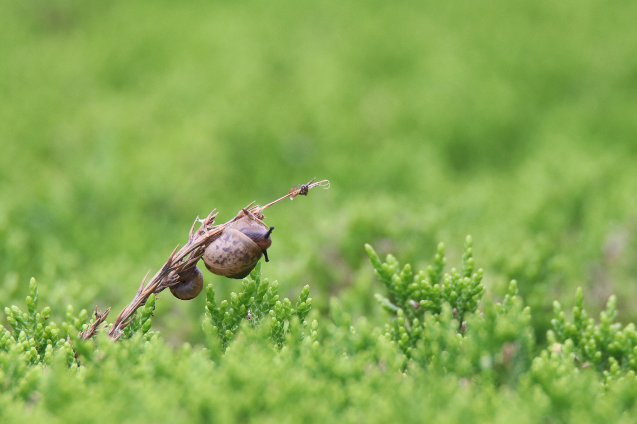 Tamron SP 150-600mm F5-6.3 Di VC USD sample photo. 奋斗的蜗牛a struggling snail photography