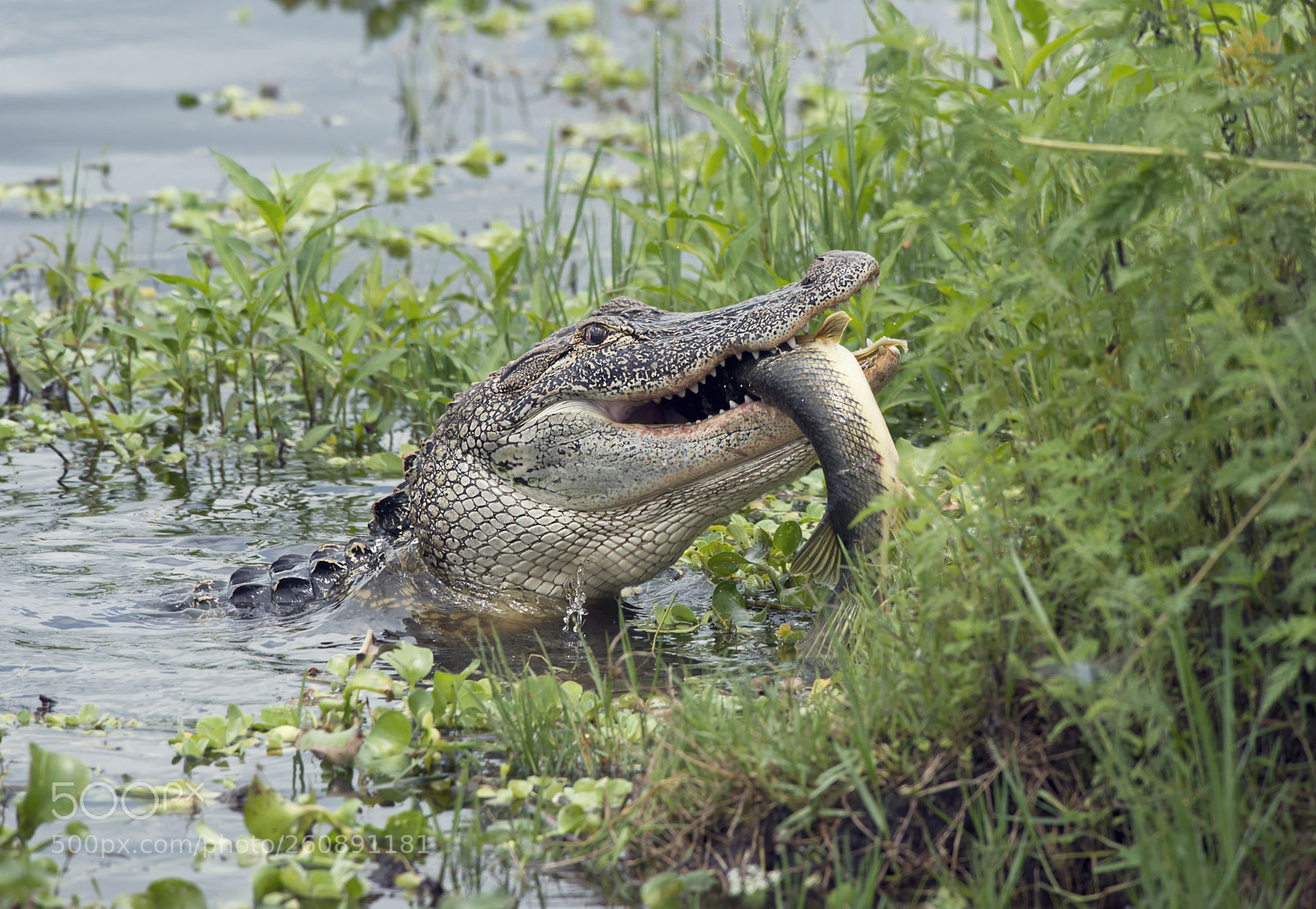 Nikon D800 sample photo. Alligator eating a large photography