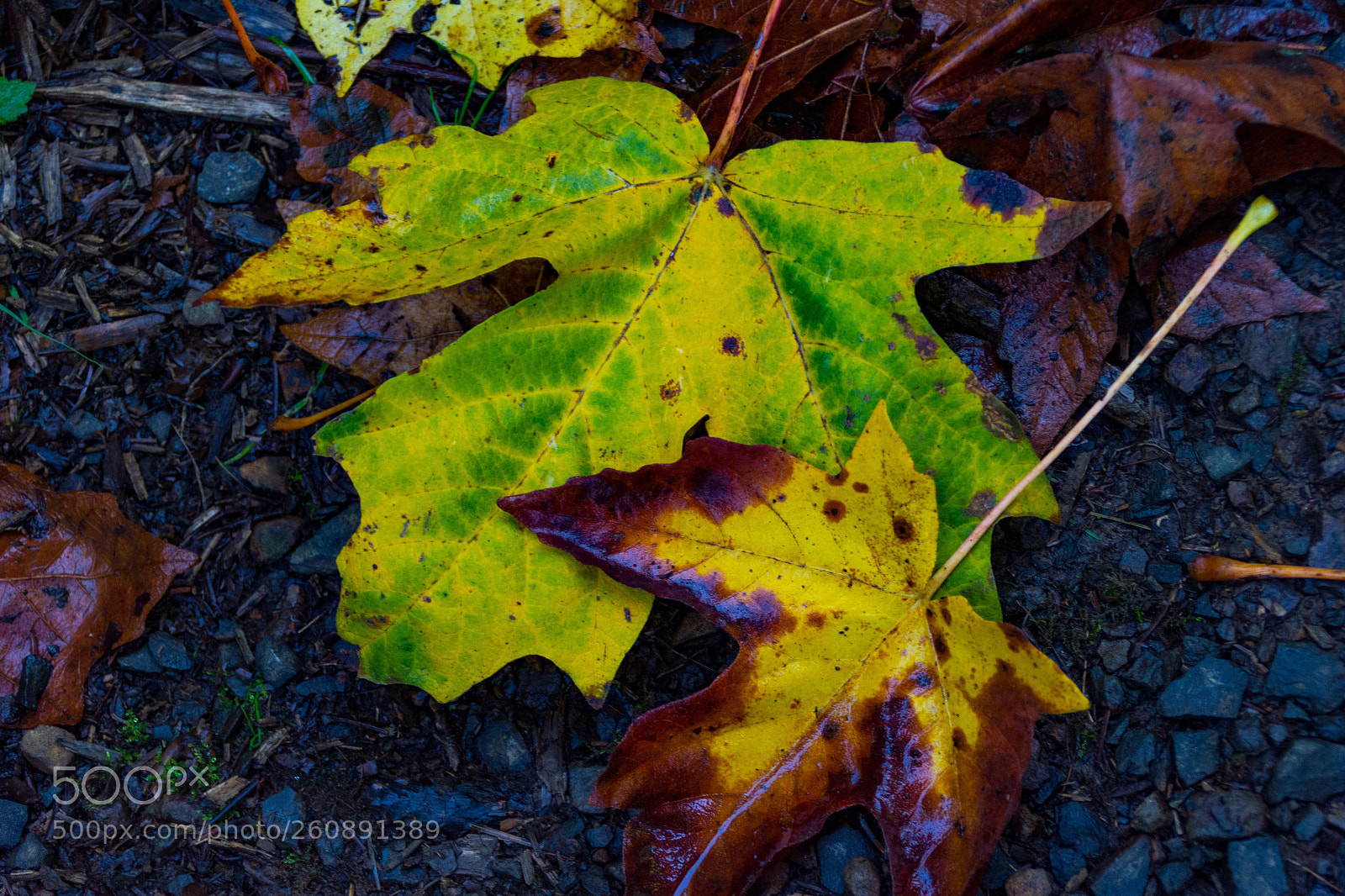 Nikon D7200 sample photo. Fall color photography