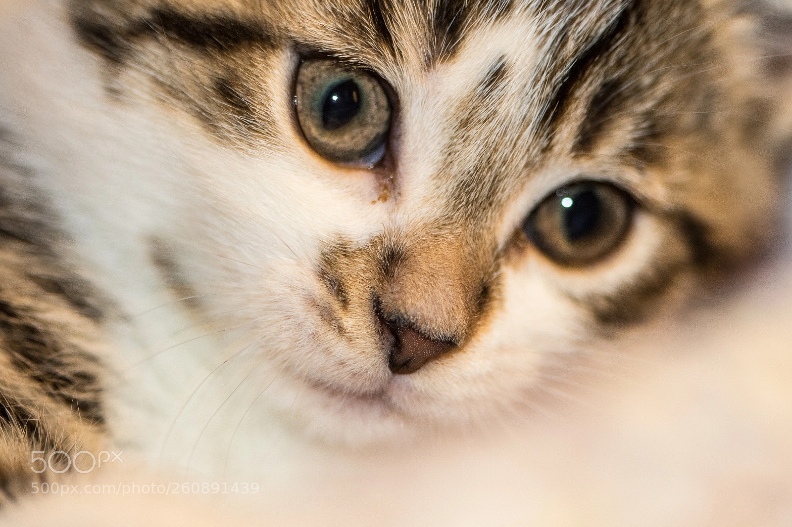 Canon EOS 7D Mark II sample photo. So much fluff photography
