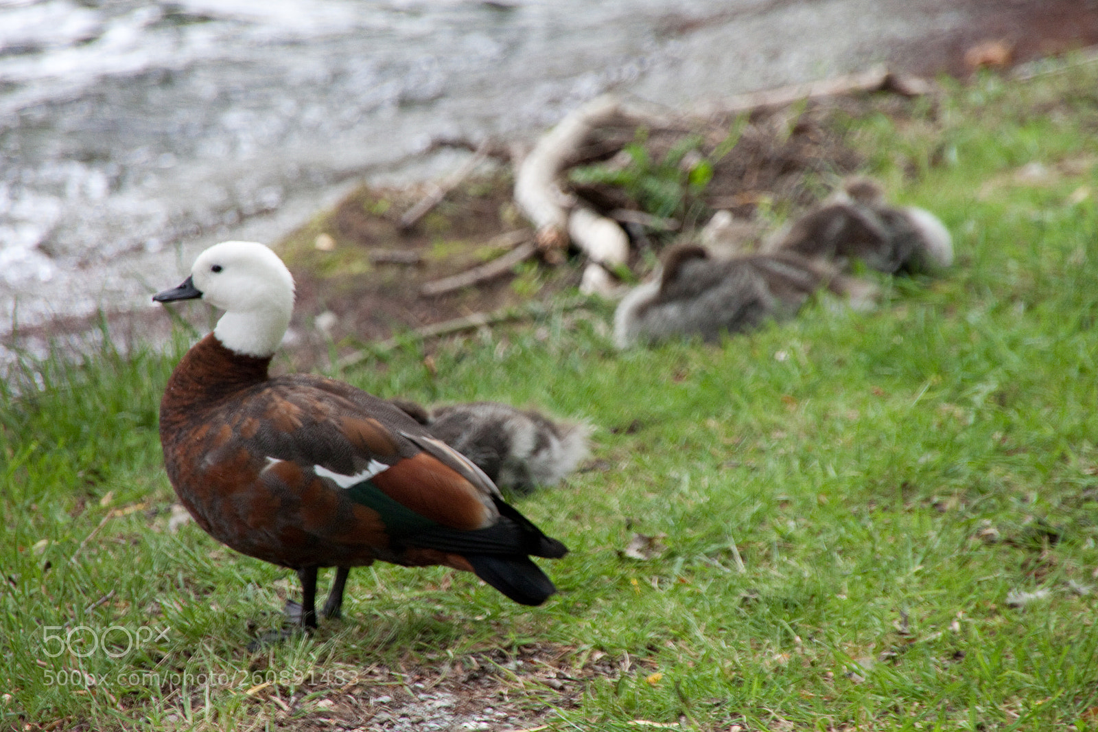 Canon EOS 500D (EOS Rebel T1i / EOS Kiss X3) sample photo. Paradise shelduck photography