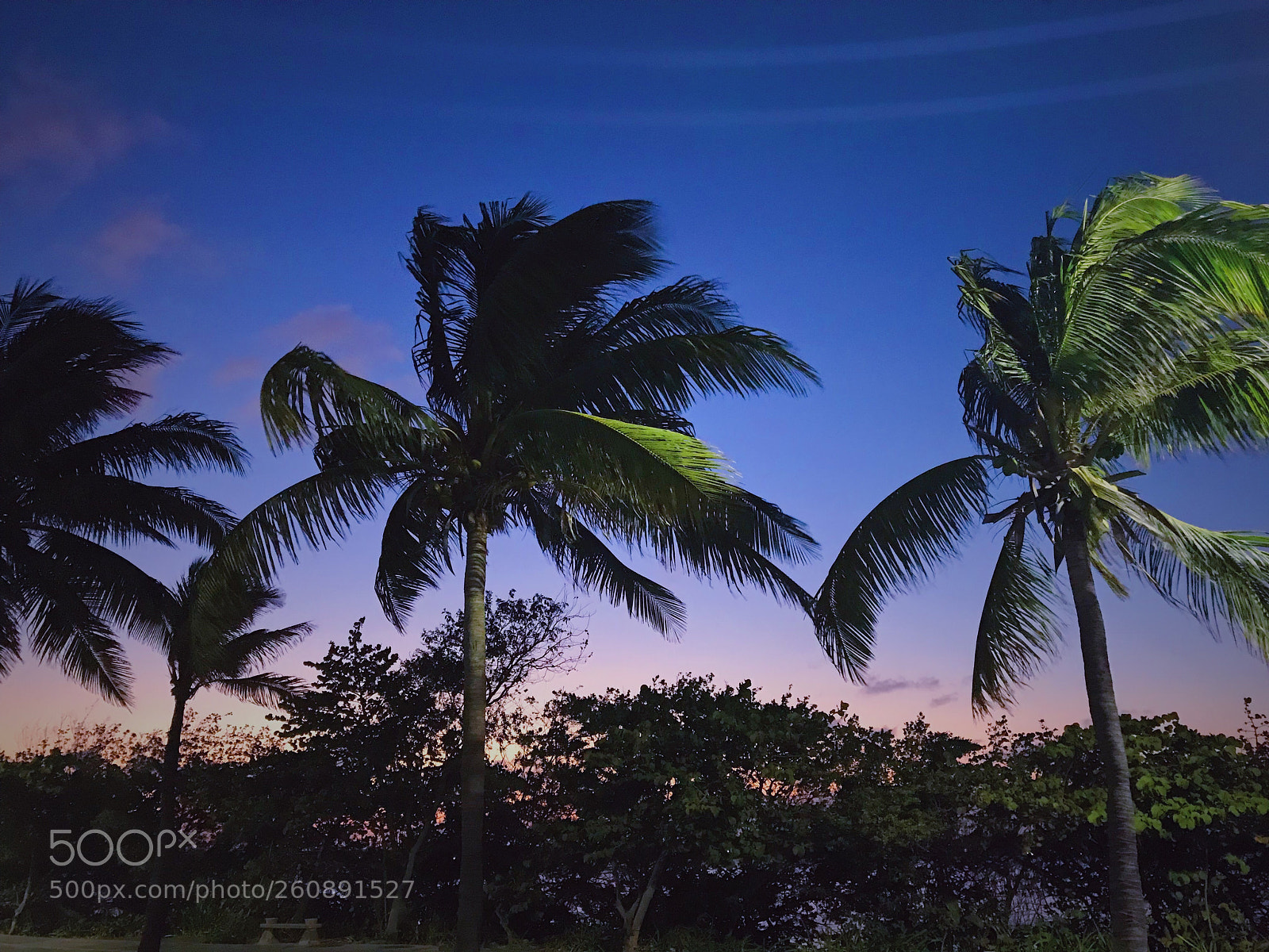 Apple iPhone 7 Plus sample photo. Tree palms  photography