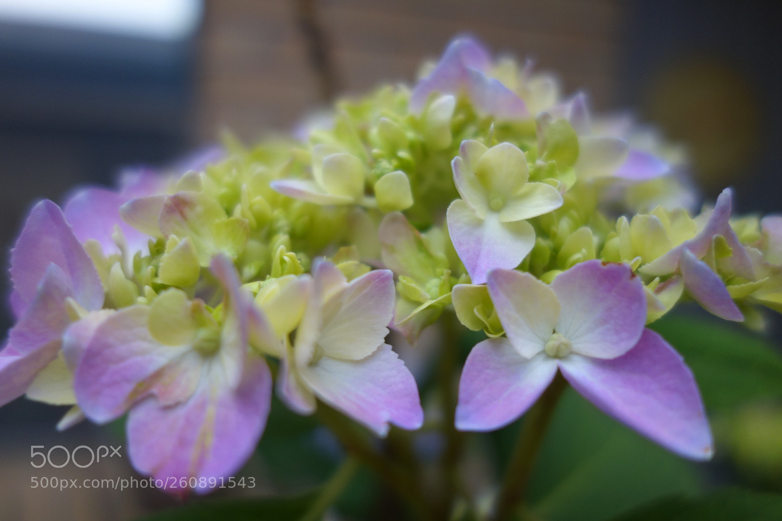 Sony Cyber-shot DSC-RX100 sample photo. Dsc photography