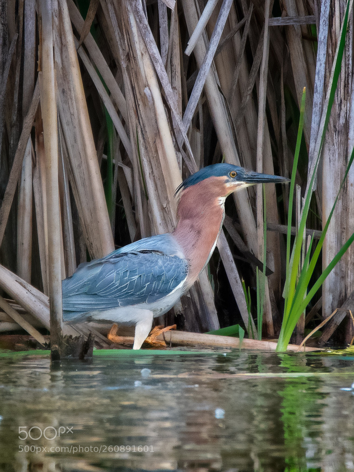 Nikon D500 sample photo. Green heron photography